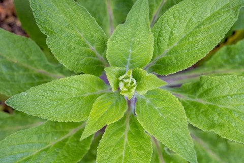 Common foxglove (Digitalis purpurea), Germany