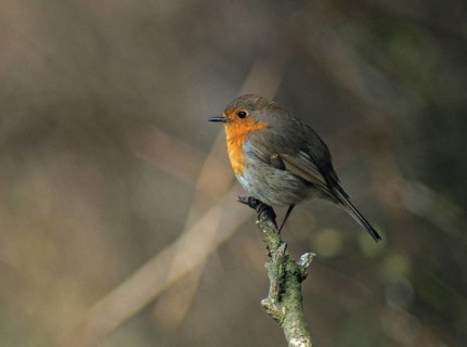 Erithacus rubecula, robin, robins, birds, passeri, songbirds, birds