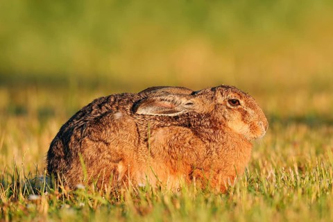 A brown hare (Lepus europaeus) sits in a meadow in the morning light, North Rhine-Westphalia,