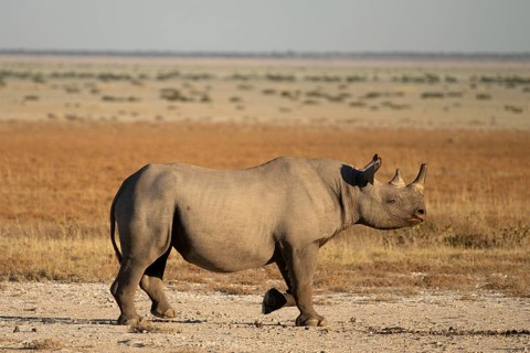 A black rhinoceros (Diceros bicornis) strides across the savannah, Etosha National Park, Namibia