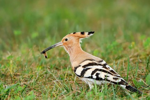 Hoopoe (Upupa epops) sitting with prey in its beak in a meadow, Algarve, Portugal