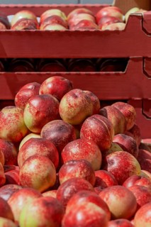 Stacked nectarines in red boxes in sunlight, Provence, France