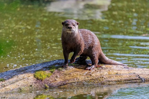 On a sunny day, an oriental small-clawed otter (Aonyx cinerea) stands on a log floating in the