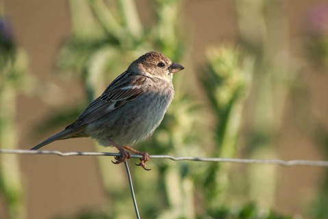 Passer hispaniolensis, Spanish sparrow, willow sparrow, birds, extremadura, female, passeri,