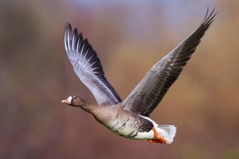 Greater White-fronted Goose (Anser albifrons) flying, North Rhine-Westphalia, Germany