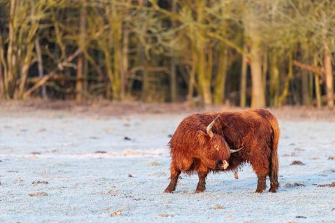 Early one sunny morning, a Highland cow (Bos primigenius taurus) scratches itself with its horns on