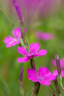 Caryophyllaceae, Dianthus deltoides, heather clove, flora, high size, portrait, maiden pink, plants