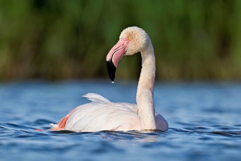 A greater flamingo (Phoenicopterus roseus) swimming in a pond, Camargue Regional Nature Park,