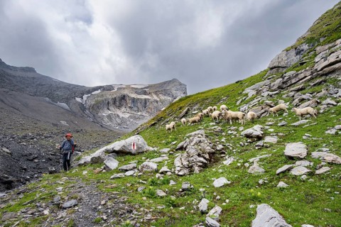 Hikers in Berglandschft on Chilchflüh Pass, flock of sheep on a mountain meadow, Bernese Alps,