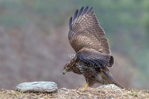 A common buzzard (Buteo buteo) perched on the ground, Terfens, Tyrol, Austria