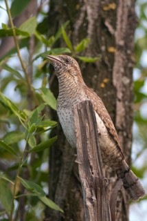 Jynx Torquilla, Wryneck, Birds, Bulgaria, Song, High Size, Portrait, Male, Piciformes, Call,