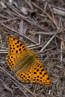 Argynnis Lathonia, Issoria Lathonia, little mother-of-pearl butterfly, queen of Spain fritillary,