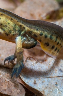 Newt, Lissotriton helveticus, palmate newt, triturus helveticus, amphibians, amphibians, caudata,