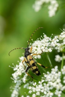 Black and yellow longhorn beetle, cerambycidae, spotted larbock, harlequin longhorn, leptura