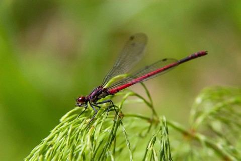 Adonis dragonfly, early Adonis dragonfly, large red damselfly, Pyrrhosoma nymphula, damselflies,