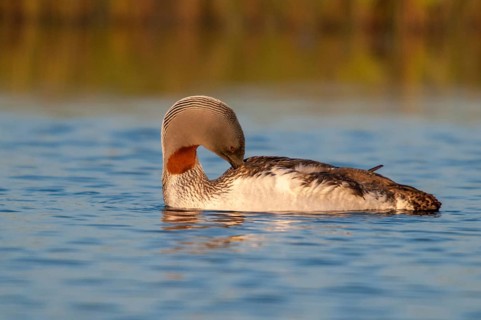 Finland, Gavia Stellata, Red-Throated Diver, Star Diver, Birds, Diver, Gaviidae, Plumage, Grebe,