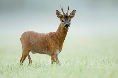 European roe deer (Capreolus capreolus), a roebuck standing in the morning mist in a meadow, North
