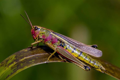Acrididae, caelifera, field locustines, locustinae, mecostethus grossus, stethophyma grossum,