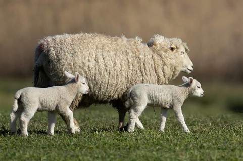 Domestic sheep (Ovis aries) adult female mother ewe and two juvenile baby lambs farm animals in a