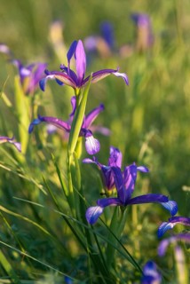 Grass iris, grass-leafed iris, iridaceae, iris graminea, plum iris, plum scented iris, iris family,