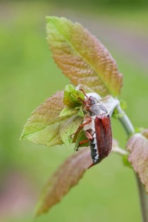 Cockchafer, forest cockchafer (Melolontha hippocastani), male, on a leaf, close-up, Wilnsdorf,