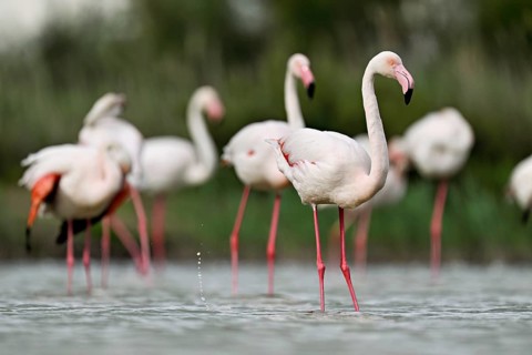 A group of greater flamingos (Phoenicopterus roseus), standing in the water, Camargue Regional
