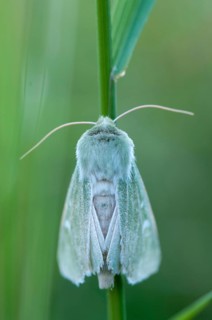 Burren Green, Calamia Tridens, Green Owl, Dry Grass Green Owl, Butterfly, High Size, Portrait,