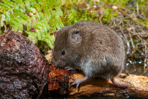 Earth mouse, field vole, microtus agrestis, rodents, rodentia, short-tailed vole, mammals, mouse,
