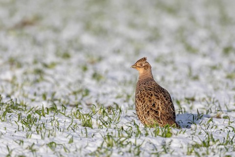 A female pheasant (Phasianus colchicus) searches for food in the fresh snow in a field, snow,