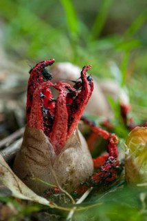 Anthurus archeri, clathrus, clathrus archeri, gridlings, phallales, stinkmorel-like, squid