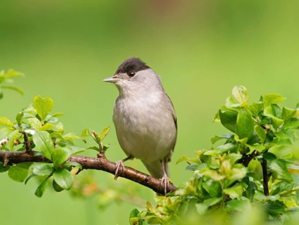 Blackcap (Sylvia atricapilla), male sitting on a blackthorn branch (Prunus spinosa), Solms, Hesse,
