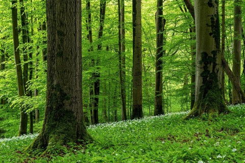 A springtime forest with moss-covered trunks of old European beech trees (Fagus sylvatica) bearing
