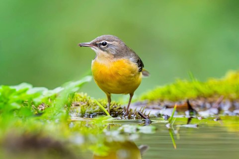 Grey Wagtail (Motacilla cinerea) hunting at a little lake in a swamp, wildlife, Germany