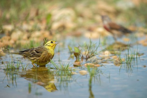 Emberiza Citrinella, Yellowhammer, Yellowhammer, Bath, Bird Bath, Birds, Mirror, Passeri,