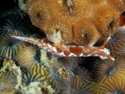 Brown-and-white nudibranch, Krakatoa star nudibranch (Hypselodoris krakatoa), on a coral reef,