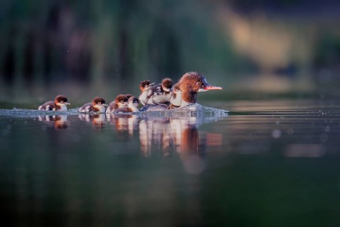 Goosander (Mergus merganser), mother with chick on her back, Zurich, Switzerland