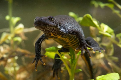 Great crested newt, crested newt, northern crested newt, Triturus cristatus, amphibians,