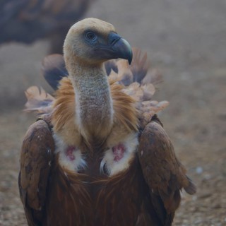 Close-up of a vulture with distinctive head and plumage, griffon vulture (Gyps fulvus), vulture,