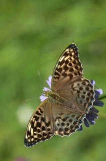 Argynnis Paphia, Kaisermantel, Silver-Washed Fritillary, Butterfly, Female, High Size, Portrait,