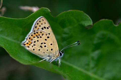 Brown moth, Lycaena tityrus, sulfur bird, sooty purple-edged copper, birds, butterfly, insects,