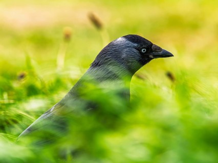 Western Jackdaw, Corvus monedula, Bempton Cliffs, Yorkshire, England, United Kingdom