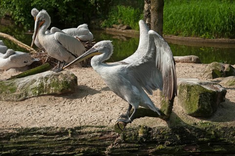 Dalmatian pelican (Pelecanus crispus) on a water island, Captive, Germany