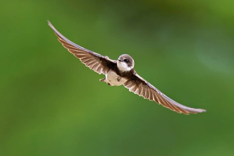 Sand martin (Riparia riparia), in flight, Reussegg nature reserve, Canton Aargau, Switzerland