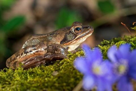 Agile frog, rana dalmatina, jumping frog, amphibians, amphibians, frog, frogs, spring, amphibians,