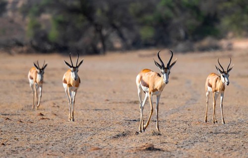 Springbok (Antidorcas marsupialis), herd in the dry Auob riverbed, Kalahari Desert, Kgalagadi