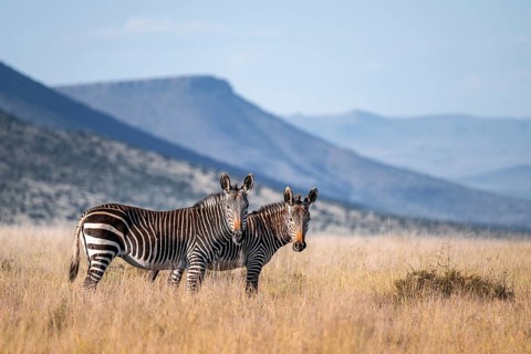 Two Cape Mountain Zebra (Equus zebra zebra), adult animal, Mountain Zebra National Park, Eastern