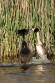 Granelli, Great Crested Grebe, Italy, Pantano Cuba Lagoon, Pantani Cuba and Longarini, Podiceps