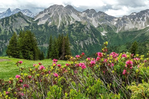 Rusty-leaved alpenrose (Rhododendron ferrugineum) on the Fellhorn, with the mountains of the Allgäu