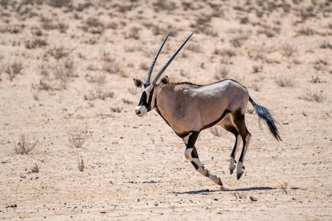 Running gemsbok or oryx (Oryx gazella), Kalahari Desert, Kgalagadi Transfrontier Park, South Africa