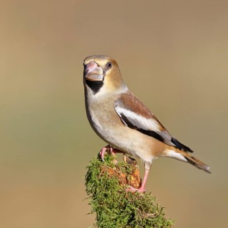 Hawfinch (Coccothraustes coccothraustes), female, perched on a moss-covered branch, Wilnsdorf,